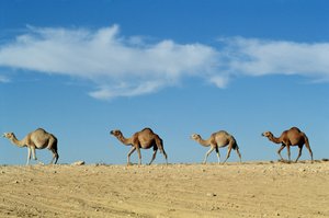 Camel Train by Unbekannt Unbekannt